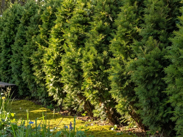 Что можно сделать вместо забора: альтернативы ограждениям на участке